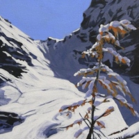 larch showing colour under snow SOLD